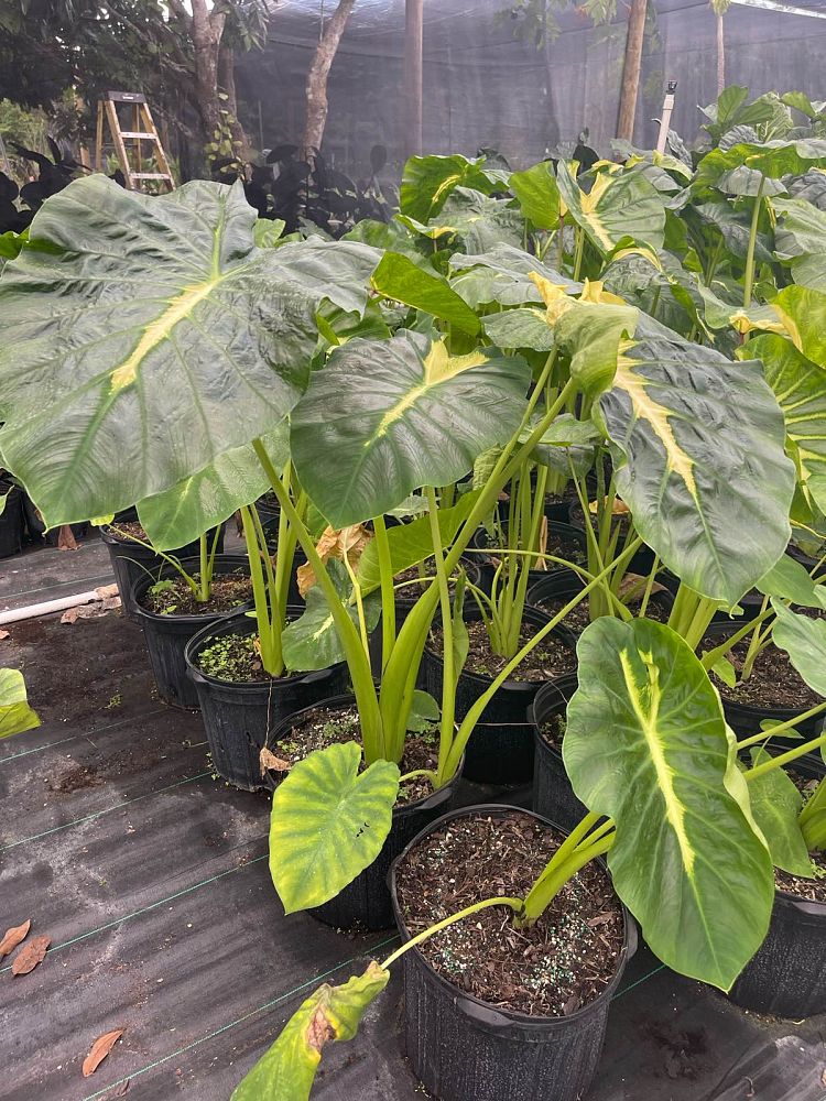 colocasia-esculenta-royal-hawaiian-white-lava-taro-elephant-ear