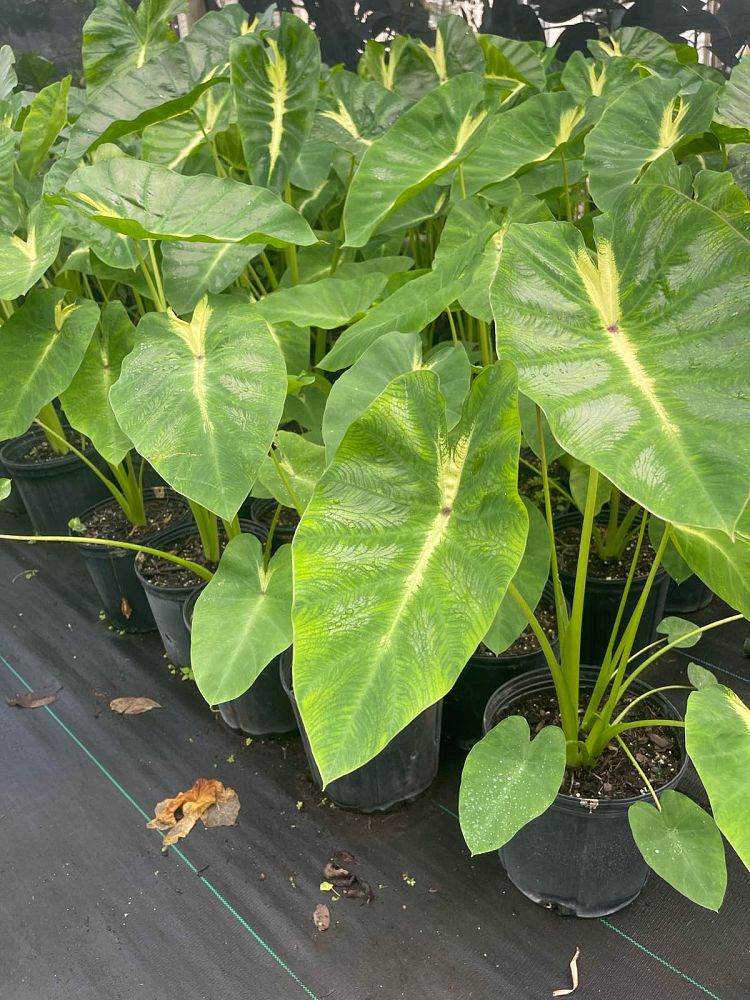colocasia-esculenta-royal-hawaiian-white-lava-taro-elephant-ear