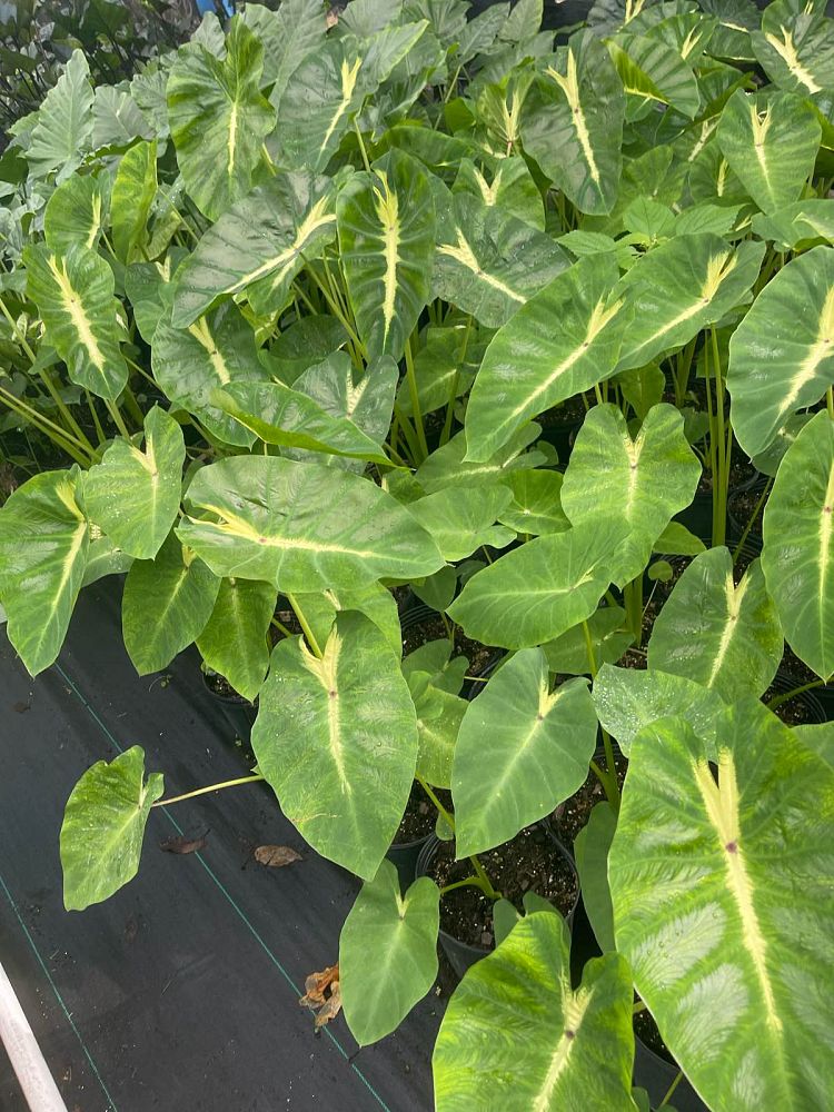 colocasia-esculenta-royal-hawaiian-white-lava-taro-elephant-ear