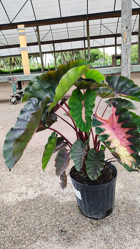colocasia-esculenta-taro-elephant-ear