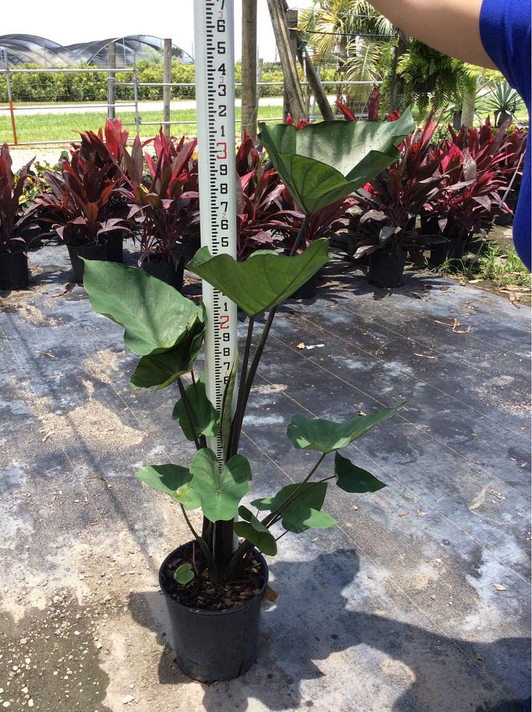 colocasia-esculenta-teacup-taro-elephant-ear