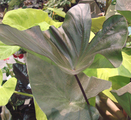 colocasia-esculenta-teacup-taro-elephant-ear