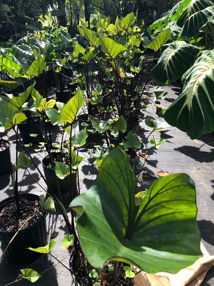 colocasia-esculenta-teacup-taro-elephant-ear
