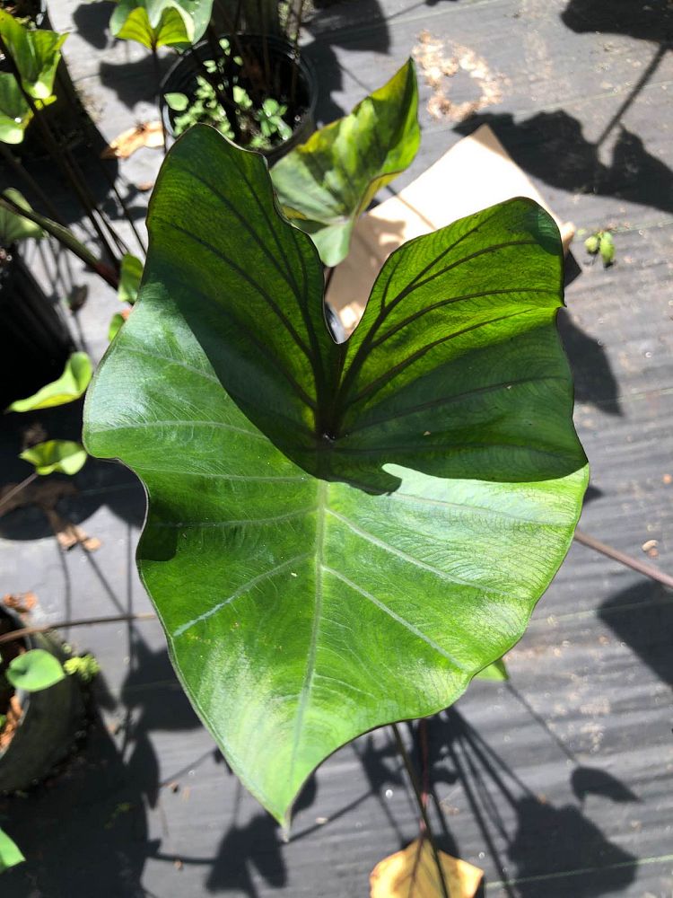 colocasia-esculenta-teacup-taro-elephant-ear