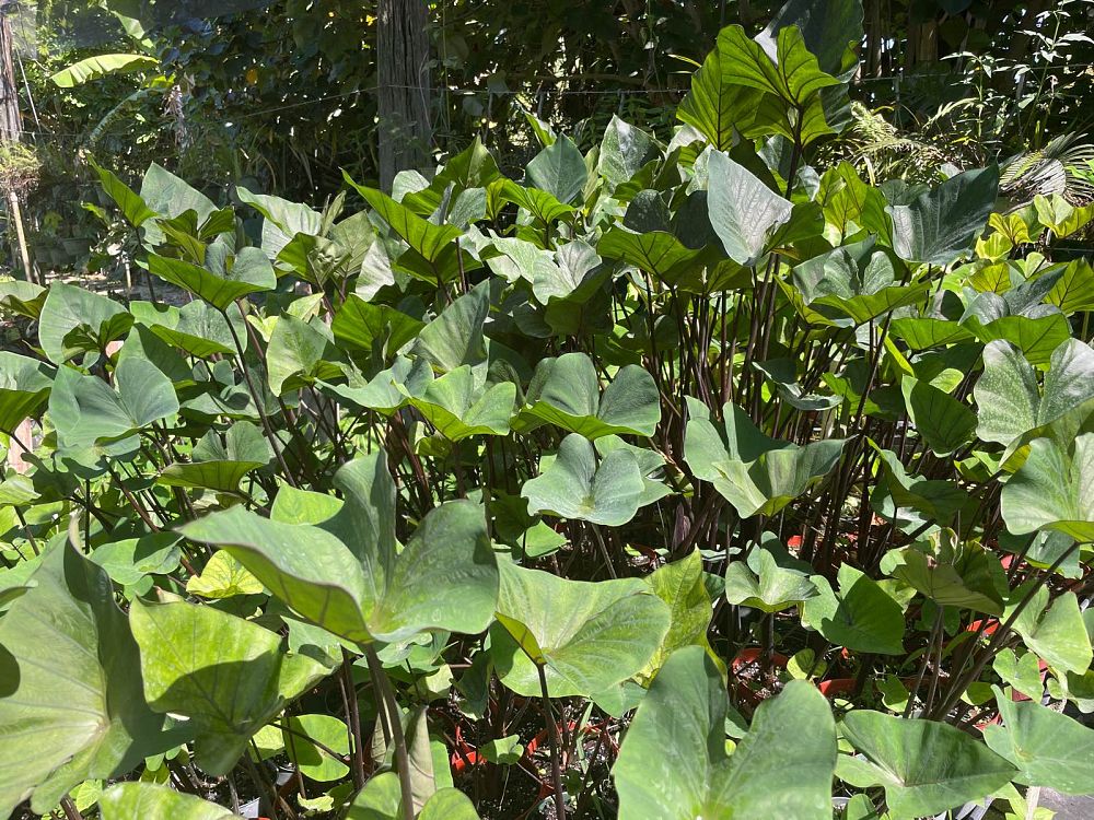 colocasia-esculenta-teacup-taro-elephant-ear
