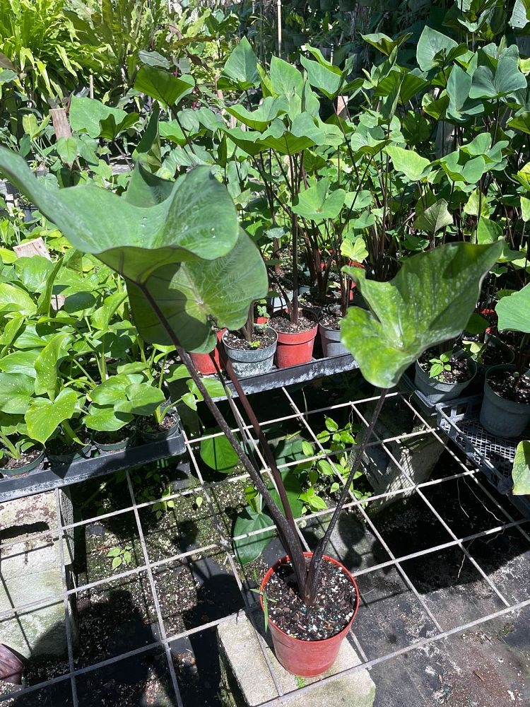 colocasia-esculenta-teacup-taro-elephant-ear