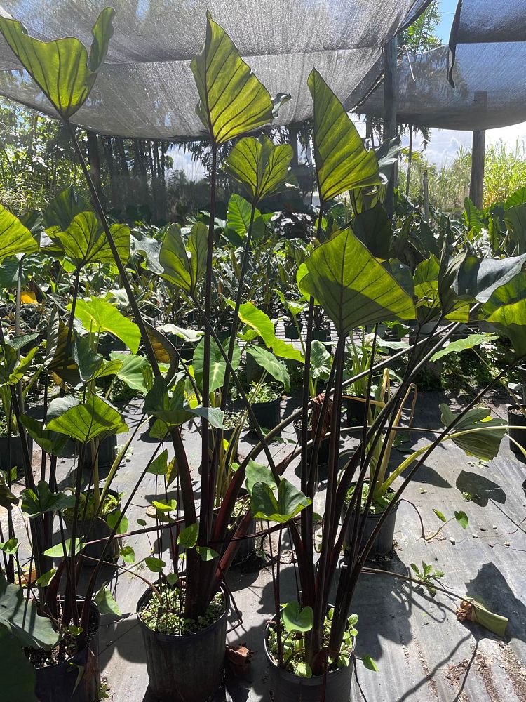 colocasia-esculenta-teacup-taro-elephant-ear