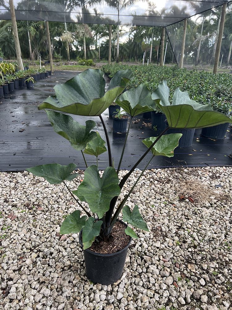 colocasia-esculenta-teacup-taro-elephant-ear