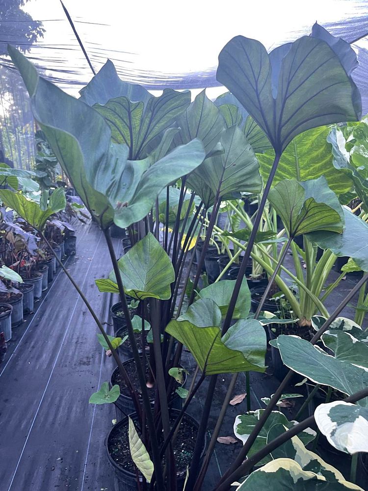 colocasia-esculenta-teacup-taro-elephant-ear