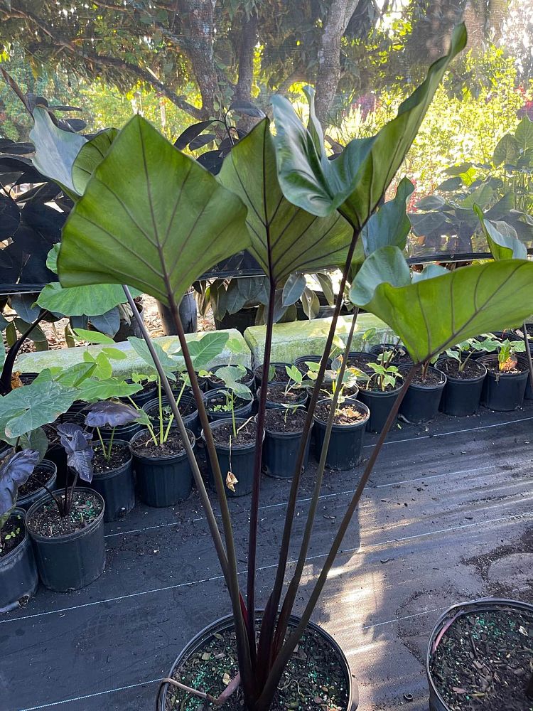 colocasia-esculenta-teacup-taro-elephant-ear