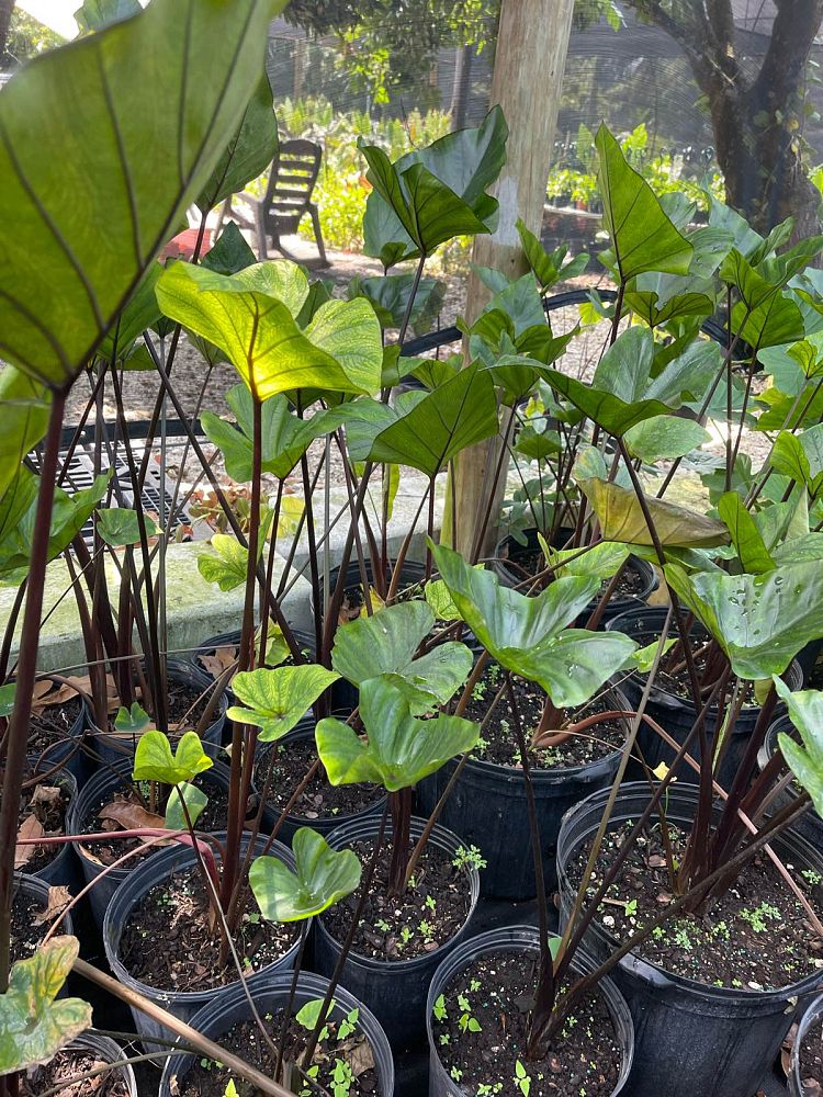 colocasia-esculenta-teacup-taro-elephant-ear