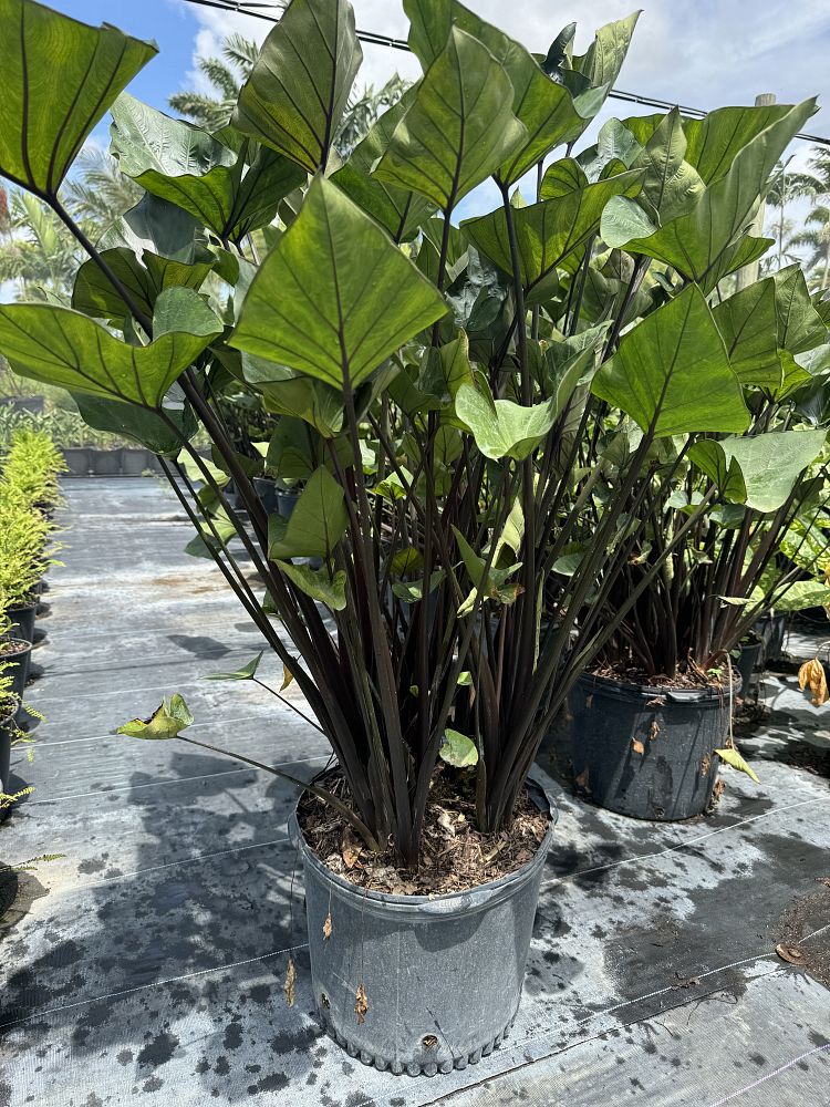 colocasia-esculenta-teacup-taro-elephant-ear