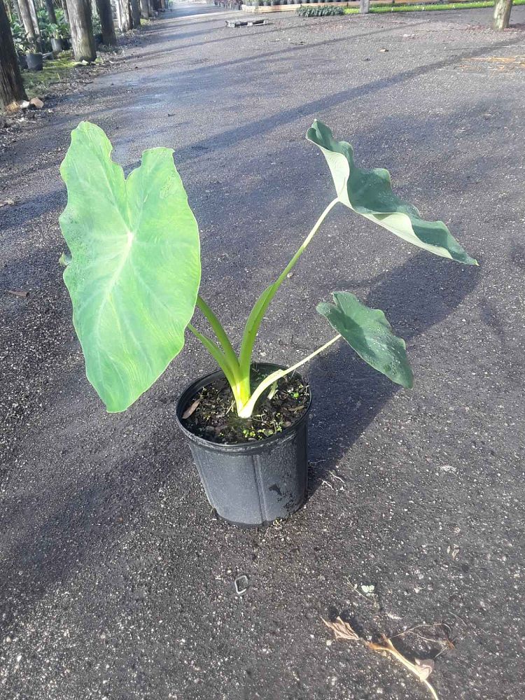 colocasia-gigantea-taro-elephant-ear