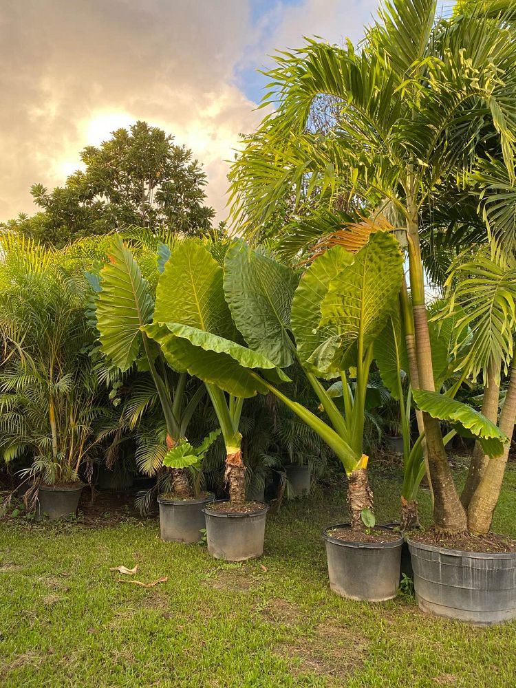 colocasia-gigantea-thailand-giant-taro-elephant-ear