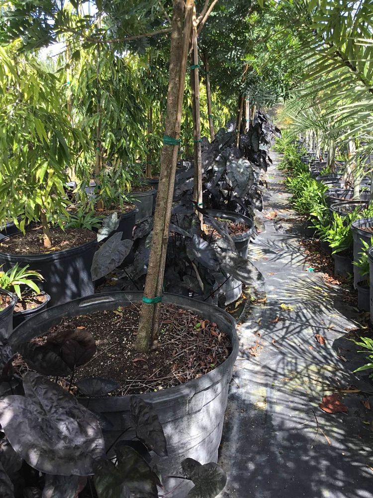 colocasia-painted-black-gecko-taro-elephant-ear