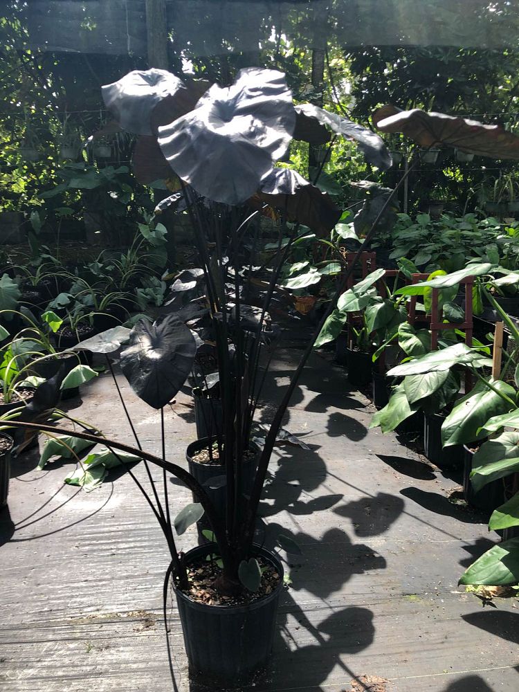 colocasia-painted-black-gecko-taro-elephant-ear