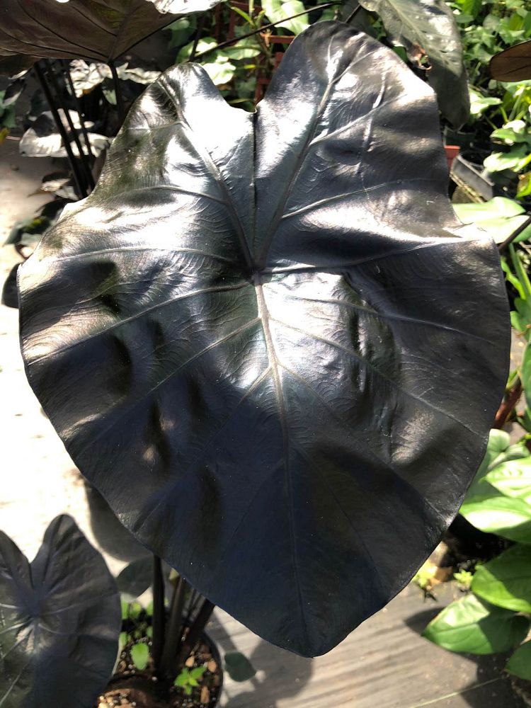 colocasia-painted-black-gecko-taro-elephant-ear