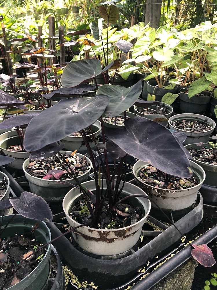 colocasia-painted-black-gecko-taro-elephant-ear