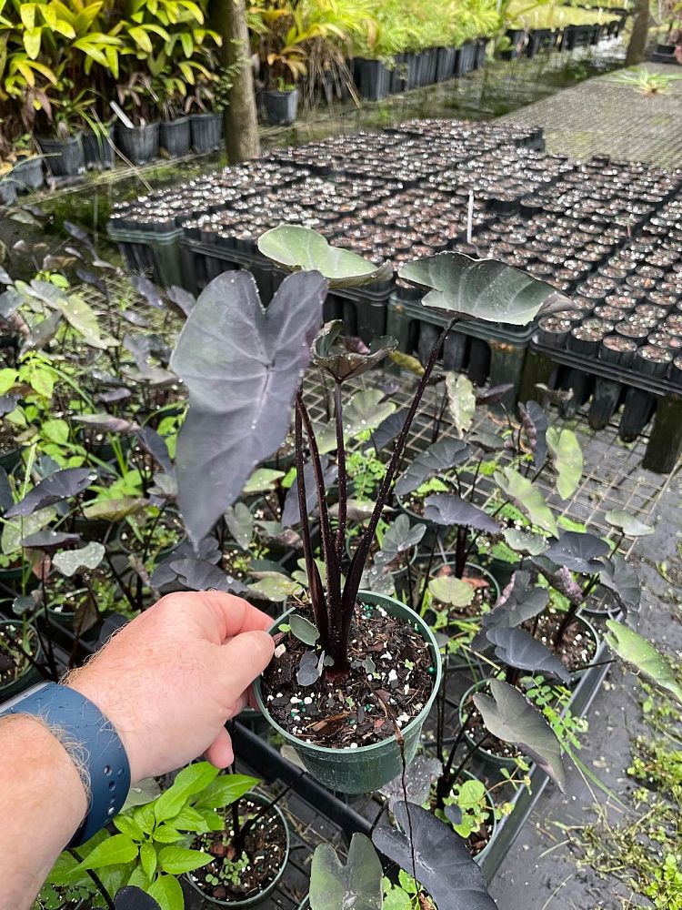 colocasia-painted-black-gecko-taro-elephant-ear