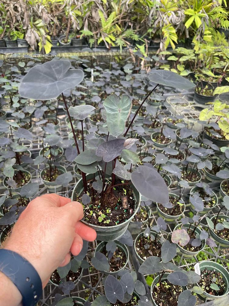 colocasia-painted-black-gecko-taro-elephant-ear