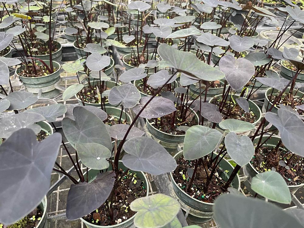 colocasia-painted-black-gecko-taro-elephant-ear