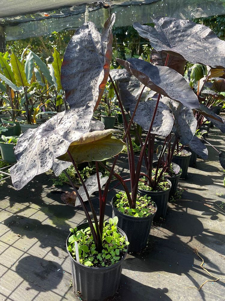 colocasia-painted-black-gecko-taro-elephant-ear
