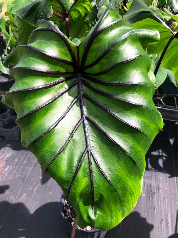 colocasia-pharaoh-s-mask-taro-elephant-ear