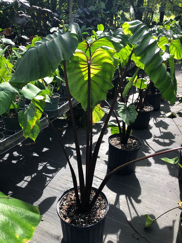 colocasia-pharaoh-s-mask-taro-elephant-ear