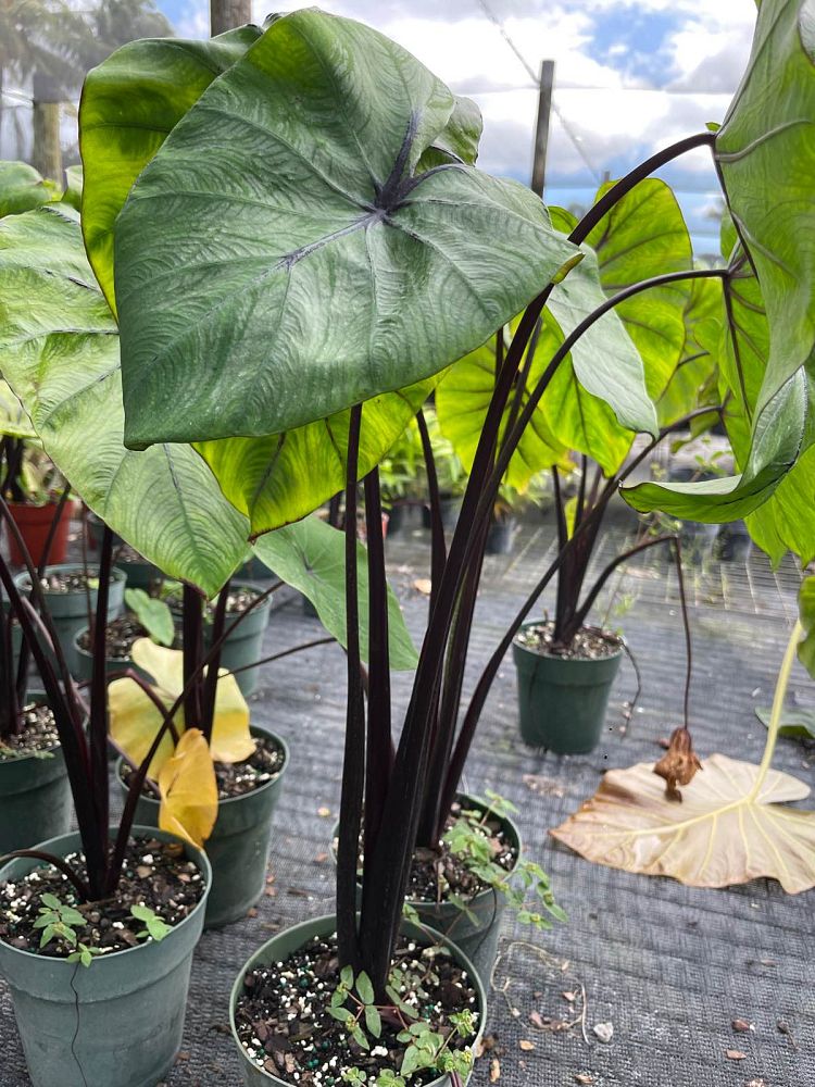 colocasia-pharaoh-s-mask-taro-elephant-ear