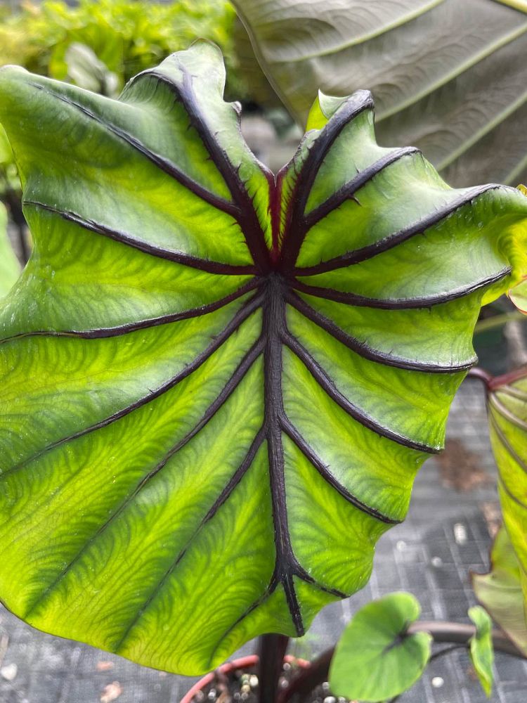 colocasia-pharaoh-s-mask-taro-elephant-ear