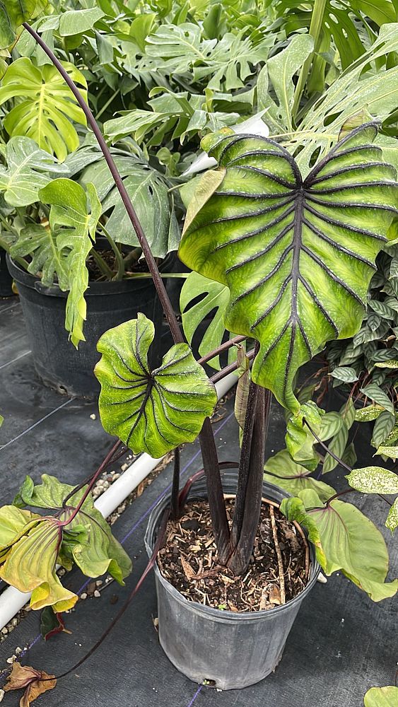 colocasia-pharaoh-s-mask-taro-elephant-ear