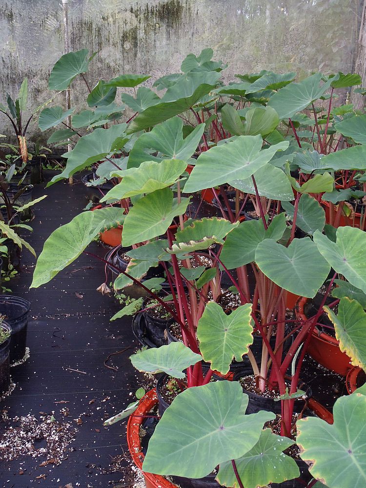 colocasia-redland-red-taro-elephant-ear