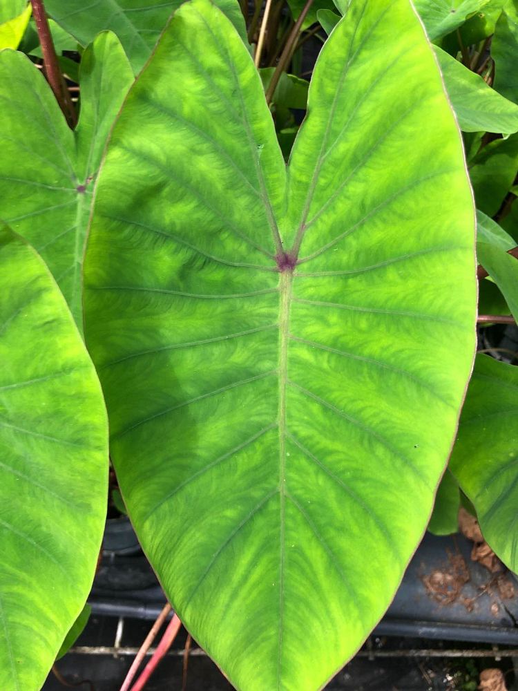 colocasia-sangria-taro-elephant-ear
