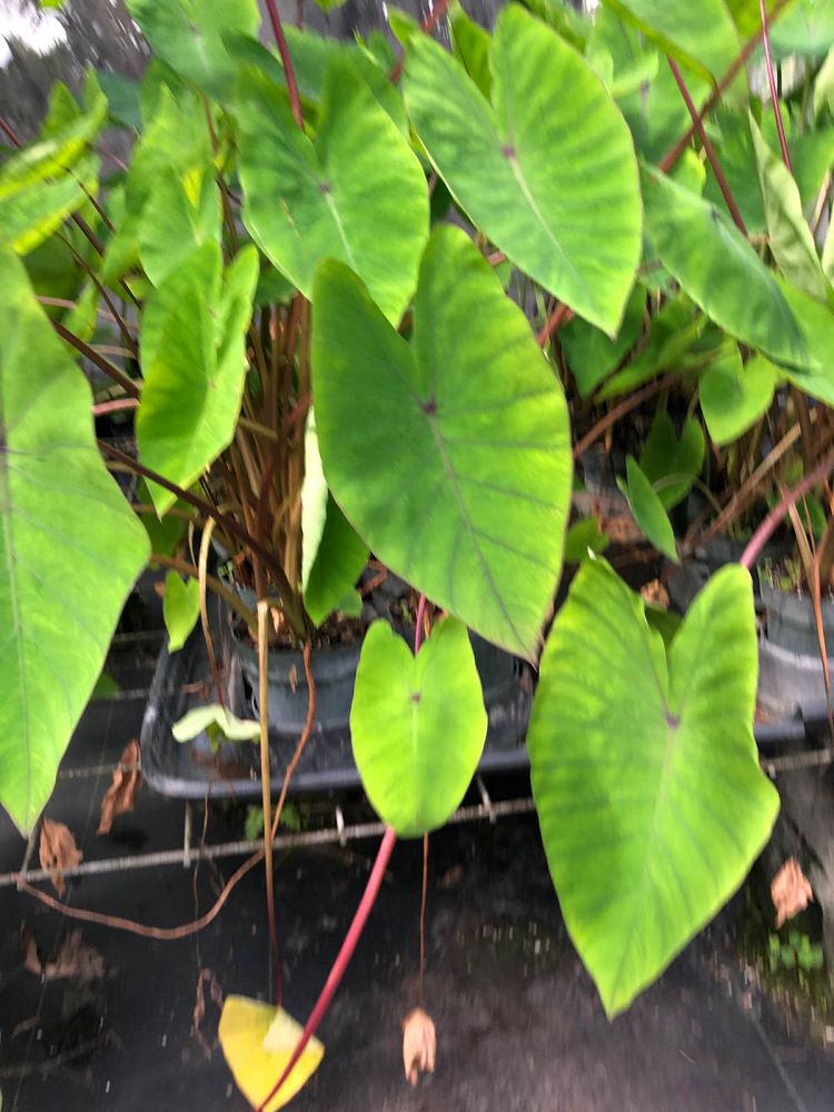 colocasia-sangria-taro-elephant-ear