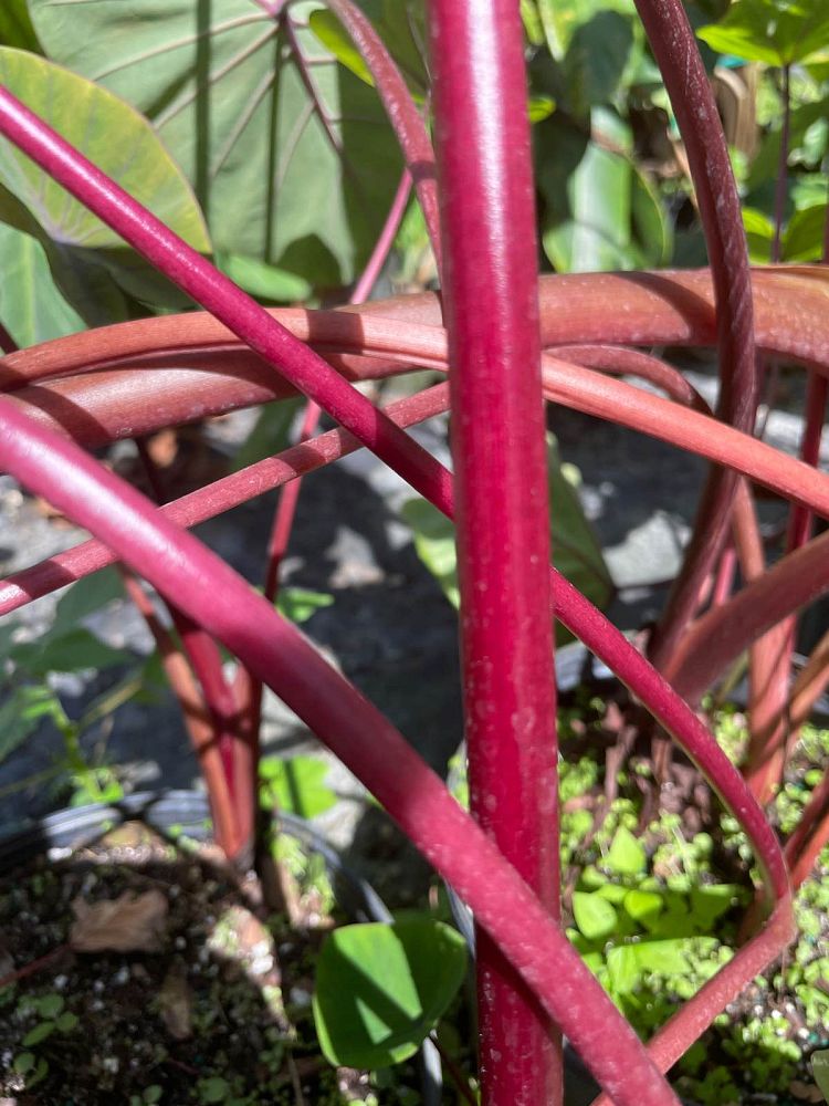 colocasia-sangria-taro-elephant-ear
