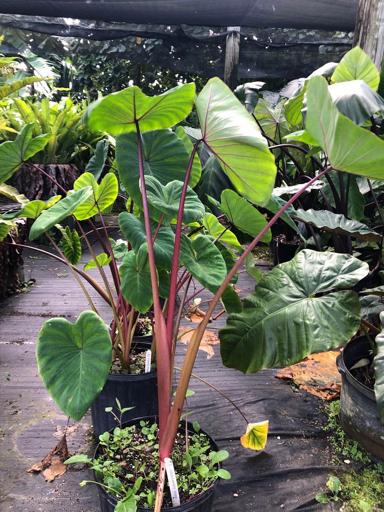 colocasia-sangria-taro-elephant-ear