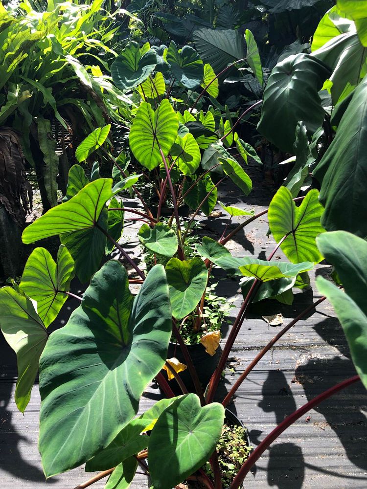 colocasia-sangria-taro-elephant-ear
