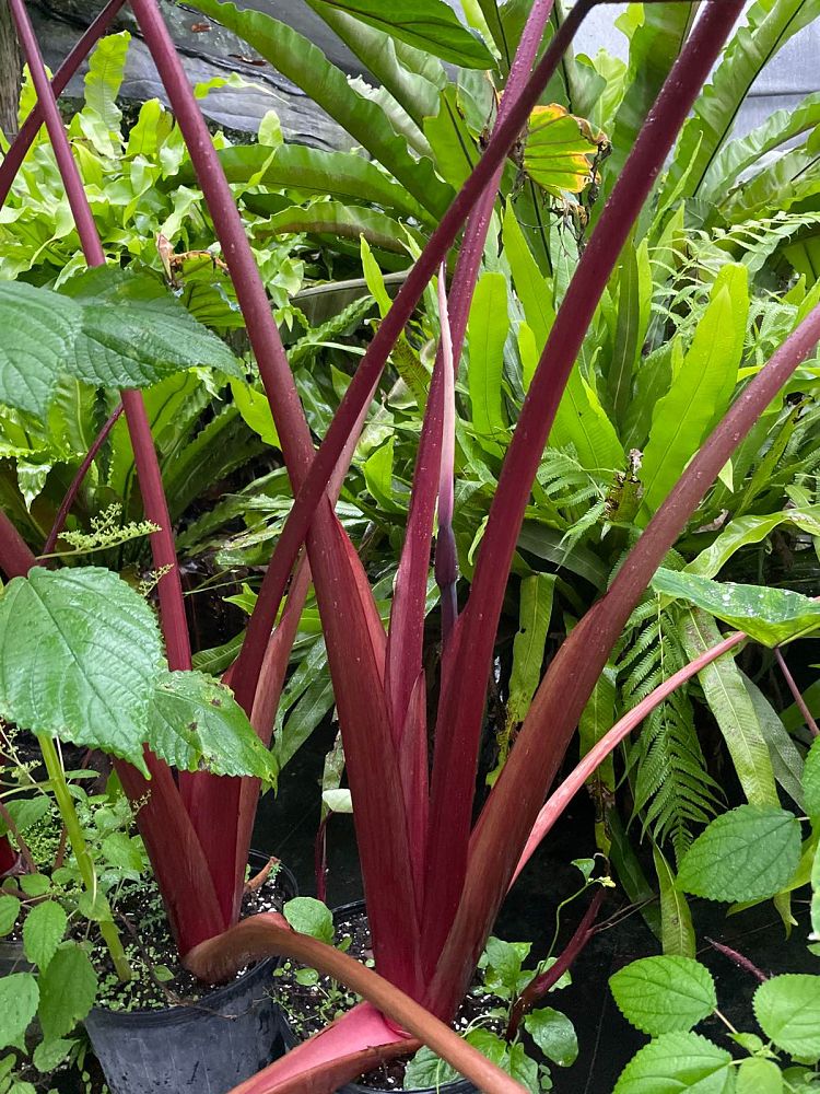 colocasia-sangria-taro-elephant-ear