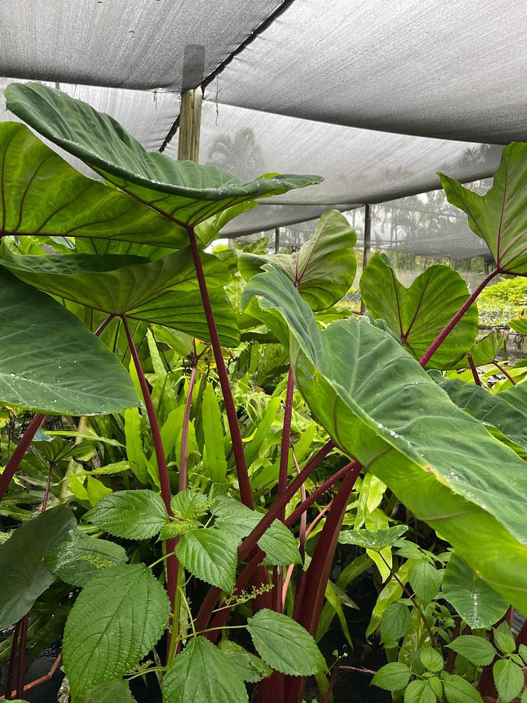 colocasia-sangria-taro-elephant-ear