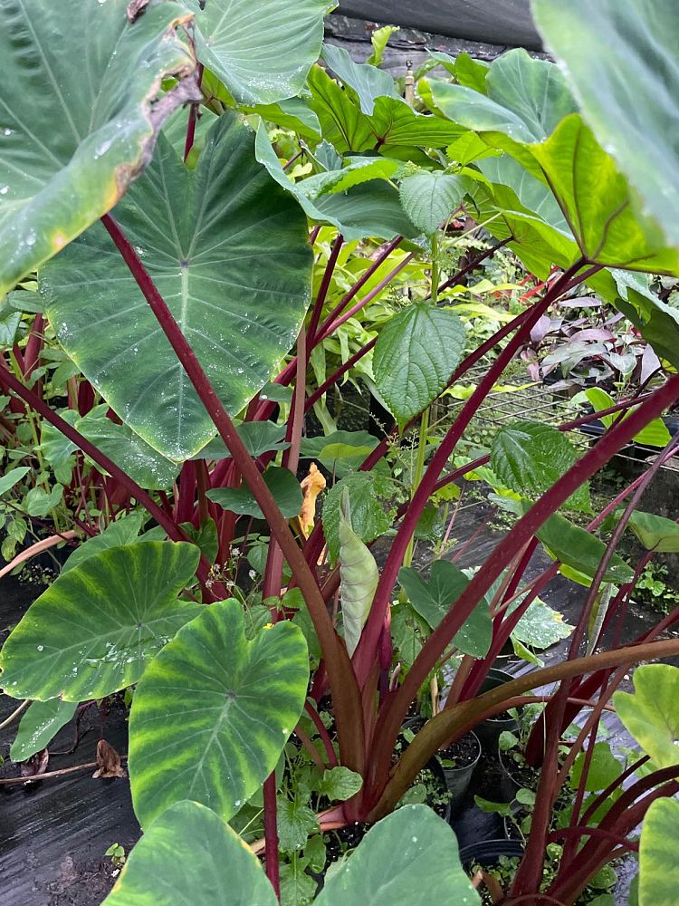 colocasia-sangria-taro-elephant-ear