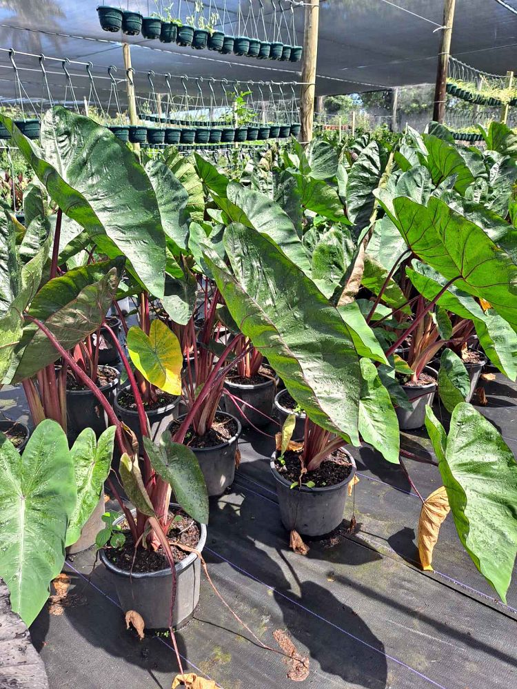 colocasia-sangria-taro-elephant-ear