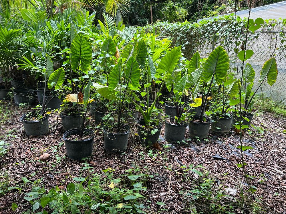 colocasia-taro-elephant-ear