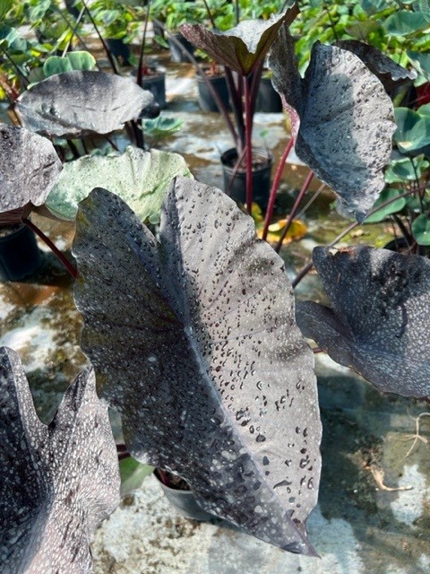 colocasia-tea-party