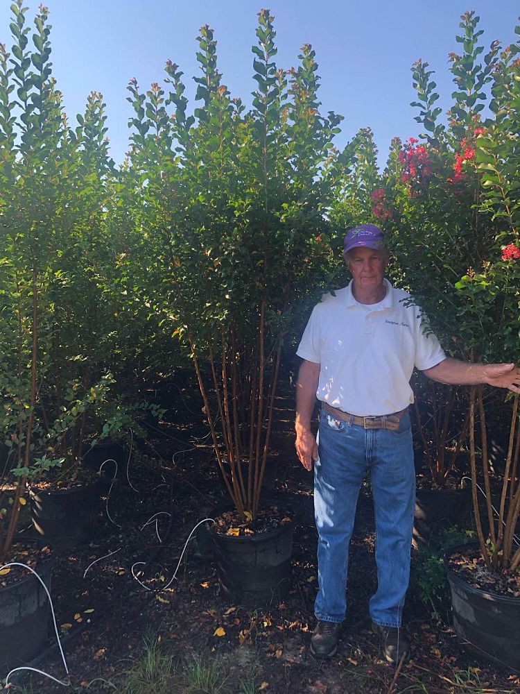 colorama-coral-crapemyrtle-lagerstroemia-x-jm43-ppip