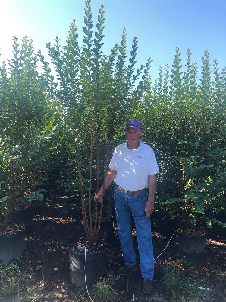 colorama-pearl-crapemyrtle-ppaf-lagerstroemia-x-jm41