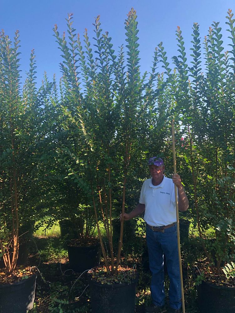 colorama-pearl-crapemyrtle-ppaf-lagerstroemia-x-jm41