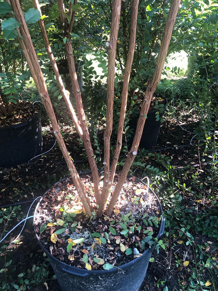 colorama-pearl-crapemyrtle-ppaf-lagerstroemia-x-jm41