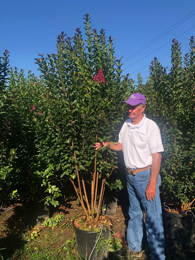 colorama-purple-crapemyrtle-ppaf-lagerstroemia-x-jm44