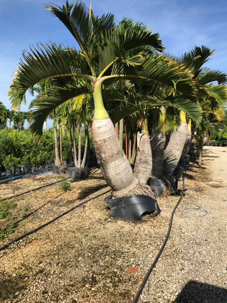 colpothrinax-wrightii-cuban-bottle-palm-palma-barrigona