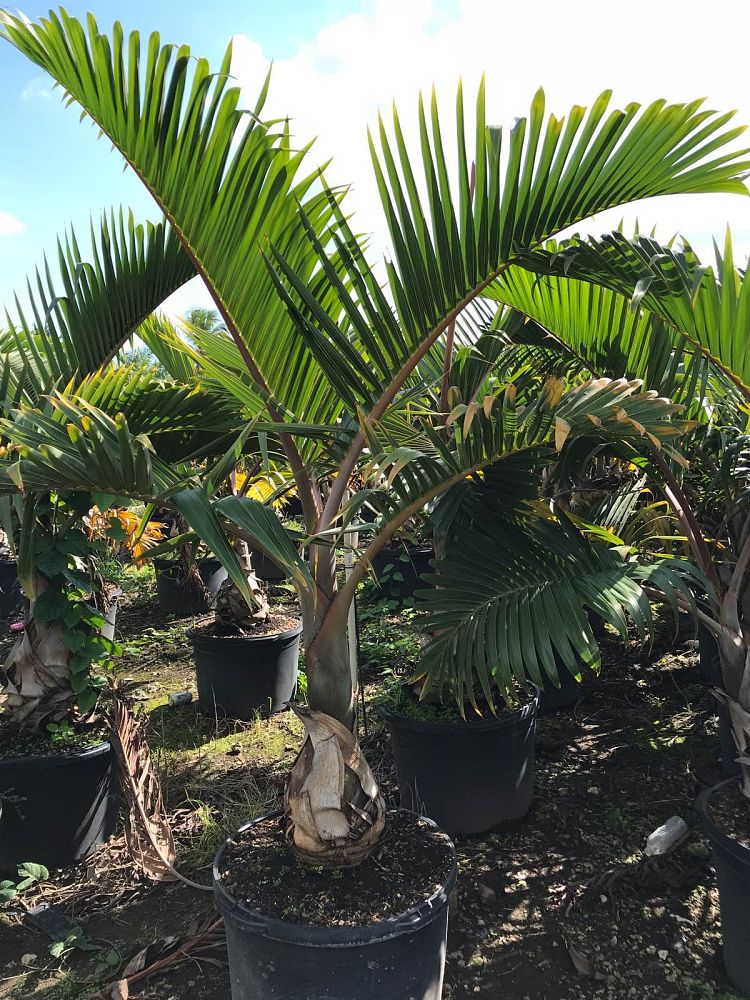 colpothrinax-wrightii-cuban-bottle-palm-palma-barrigona